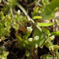 Hoppea fastigiata (Griseb.) C.B.Clarke